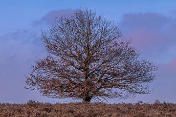 vieil arbre au coucher du soleil sur Arnoud van der Aart