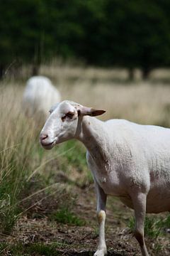 A portrait of a sheep by Gerard de Zwaan