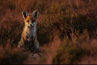 Fox cub in the moors