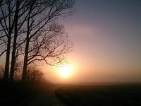 Lever de soleil d'hiver entre champs et forêt de brouillard.