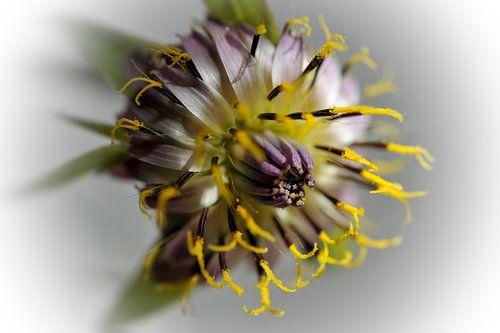 Fantaisie florale