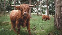 Scottish Highlander avec un jeune veau par Paul Hemmen Aperçu