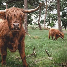 Scottish Highlander with young calf by Paul Hemmen