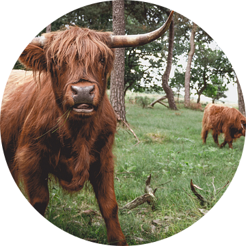 Schotse Hooglander met jong kalf, Hoge Veluwe van Paul Hemmen