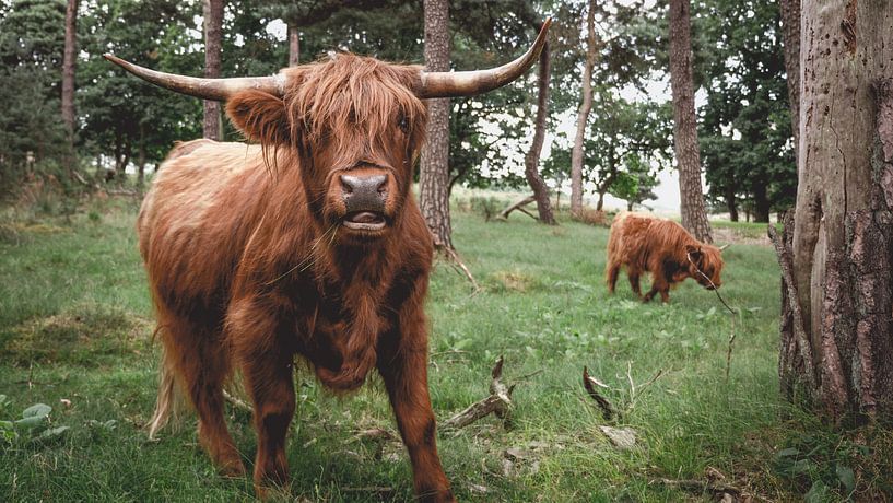 Schotse Hooglander met jong kalf, Hoge Veluwe van Paul Hemmen