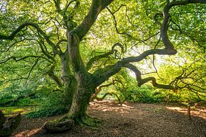 L'avenue du hêtre de Süntel en été