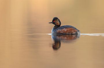 black necked grebe sur Menno Schaefer