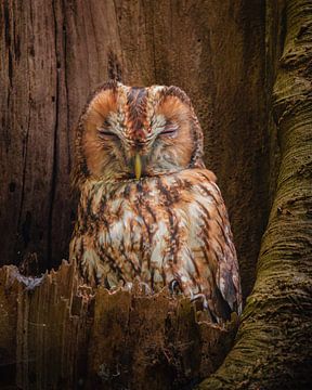 la chouette hulotte endormie sur Wennekes Photography