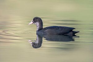 Jonge meerkoet zwemmend in een vijver en op zoek naar voedsel