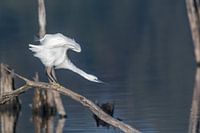 The arrow, kleine zilverreiger