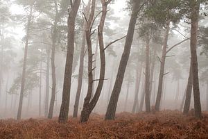 Veluwe dans la brume, belle forêt Kroondomein Het Loo (Uddel) sur Esther Wagensveld