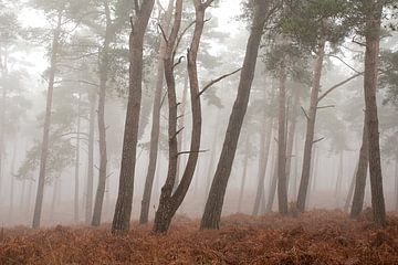 Veluwe in de mist, prachtig bos Kroondomein Het Loo (Uddel) van Esther Wagensveld