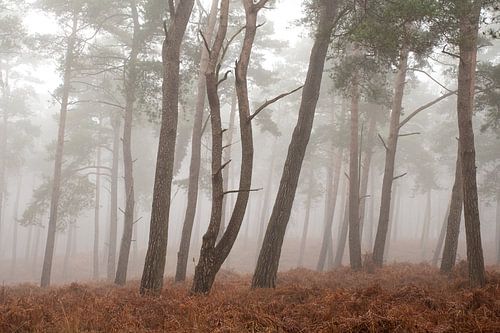 Veluwe dans la brume, belle forêt Kroondomein Het Loo (Uddel)