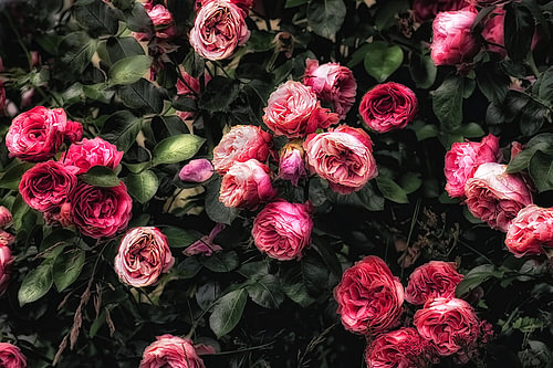 Wild Summer Roses - Joyful