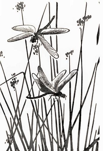 Leven aan het meer SW