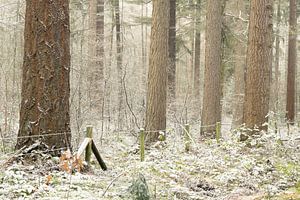 Bäume im Schnee auf Gut Vossenberg - Winterruhe in Drenthe