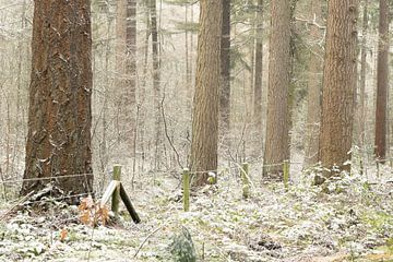 Bomen in de Sneeuw op Landgoed Vossenberg – Winterse Rust in Drenthe van KB Design & Photography (Karen Brouwer)