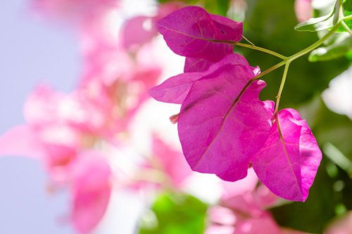 Bougainvillea