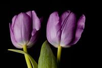 Twins tulp