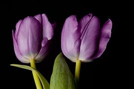 Twins tulp von Elise van den Ouden