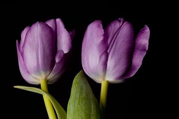Twins tulp