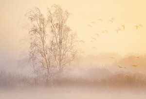 Soft look landschap in de mist van natascha verbij