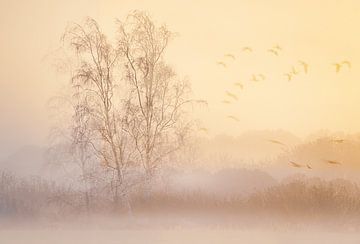 Paysage au regard doux dans le brouillard sur natascha verbij