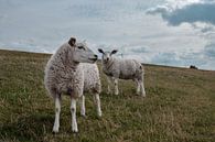 Schapen in de weide von Kim de Been Miniaturansicht