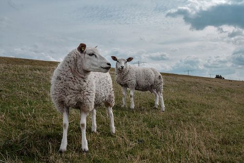 Sheep in the meadows