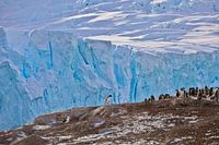 Penguins Antarctica - ll