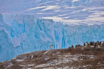 Pinguine Antarktis - ll von G. van Dijk