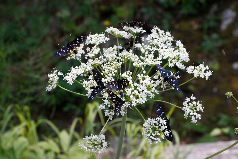 Butterflies by Christel Smits