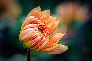 Knop Dahlia van Rob Boon