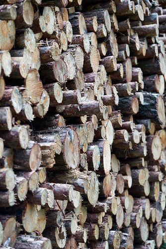 troncs d'arbres sciés en lisière de forêt