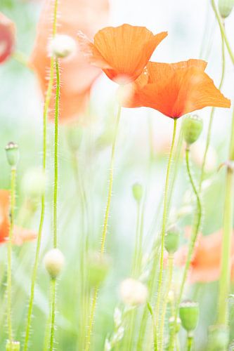 Mohn - Papaver 2022 - 7 von Danny Budts