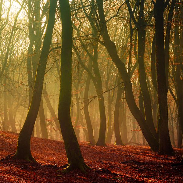 Speulderbos 5 van Deshamer