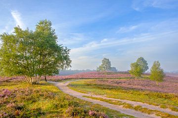Chemin à travers un champ de bruyères en fleurs dans un paysage de landes sur Sjoerd van der Wal Photographie