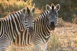 2 Zebra's by Fromm me pictures
