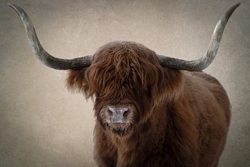 Scottish Highlander: Portrait in color