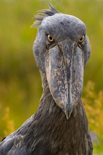 Bec-en-sabot du Nil sur Adri Vollenhouw