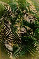 Jungle, oerwoud