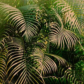 Jungle, oerwoud van Marieke Bakker