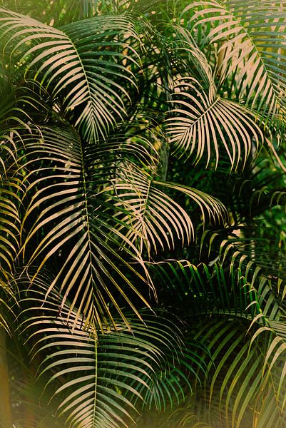 Jungle, jungle by Marieke Bakker