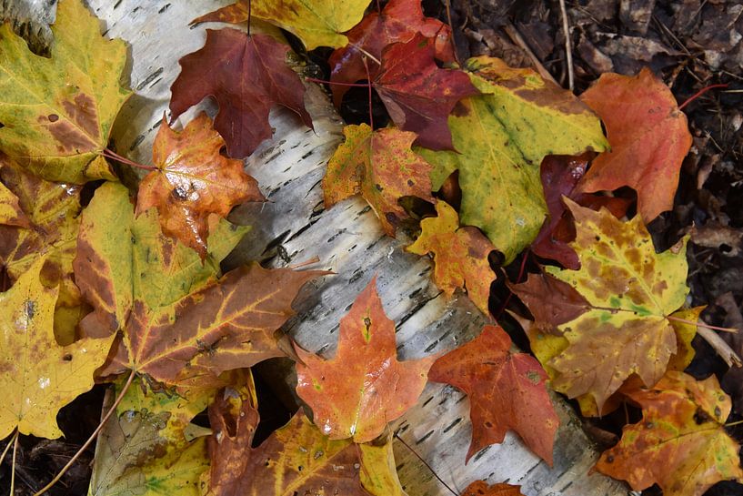 Autumn foliage in the forest by Claude Laprise