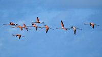 Beter tien flamingo's in de lucht