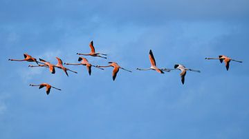 Better ten flamingos in the sky by Pieter JF Smit