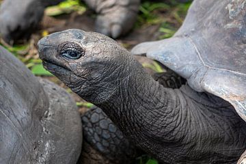 Portrait einer Riesen-Schildkröte (La Digue - Seychellen)