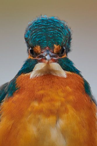 IJsvogel - wat kijk jij nou?