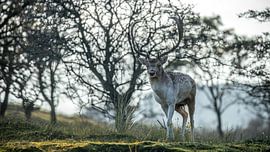 Herbstliches Hirsch-Foto