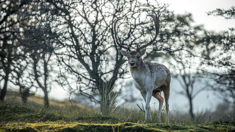 Herbstliches Hirsch-Foto von Simone Haaring